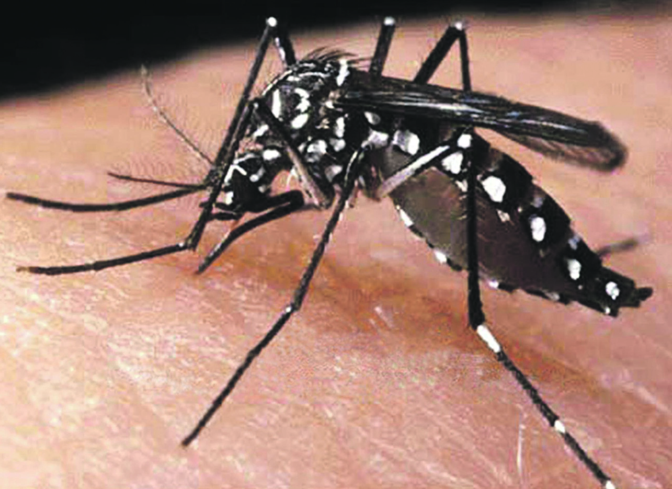 aedes scaled